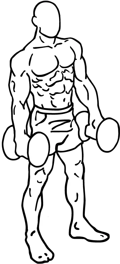 Illustration of an adult holding dumbbells while standing.